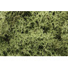 Liquen natural, musgo verde primavera, Ref: L161